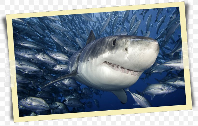 Great White Shark Shark Cage Diving Megalodon Poster, PNG, 1828x1164px, Shark, Basking Shark, Cartilaginous Fish, Fauna, Fish Download Free