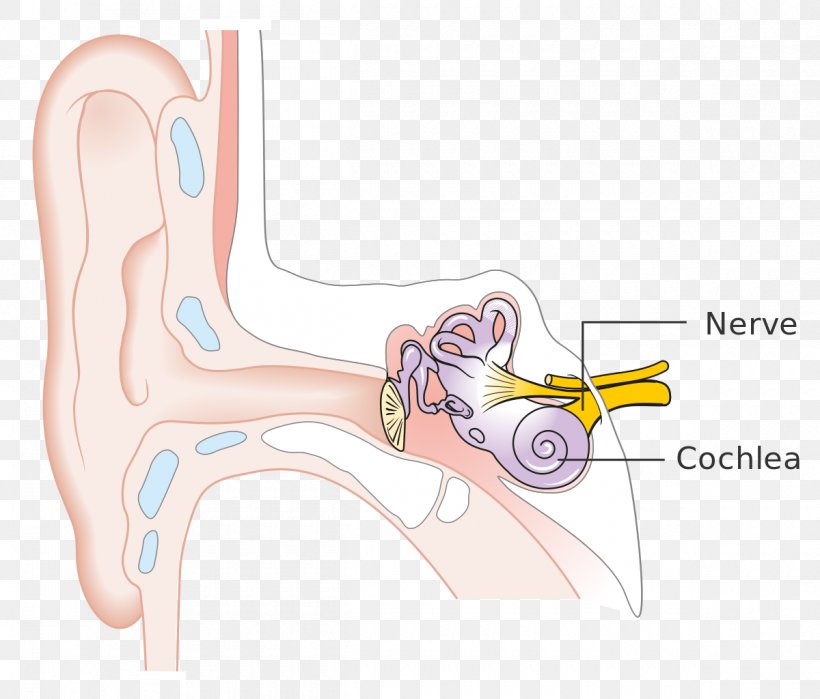 Inner Ear Thumb Hearing Loss, PNG, 1200x1024px, Watercolor, Cartoon, Flower, Frame, Heart Download Free