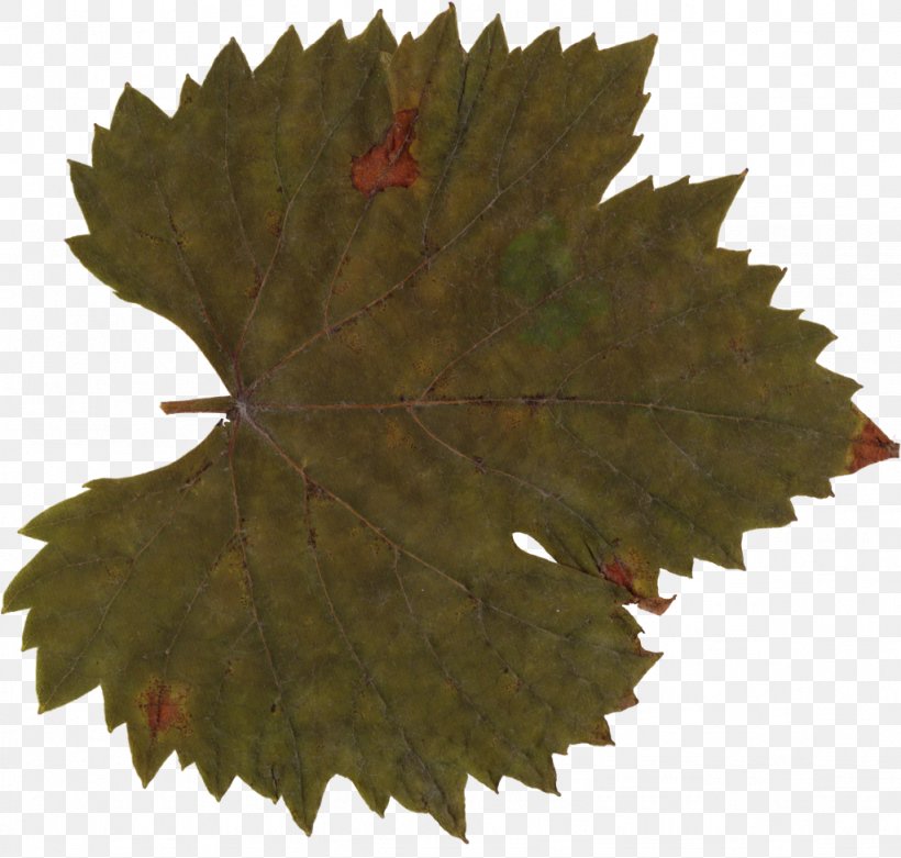 Maple Leaf Grape Leaves, PNG, 1024x976px, Leaf, Com, Family, Grape Leaves, Grapevine Family Download Free