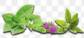 Flower Herbal - Basil Leaf PNG