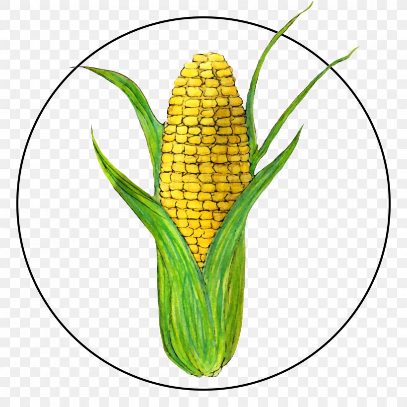 Corn On The Cob Sweet Corn Corn Plant Corn Kernels, PNG, 2000x2000px, Corn On The Cob, Anthurium, Corn, Corn Kernels, Flower Download Free