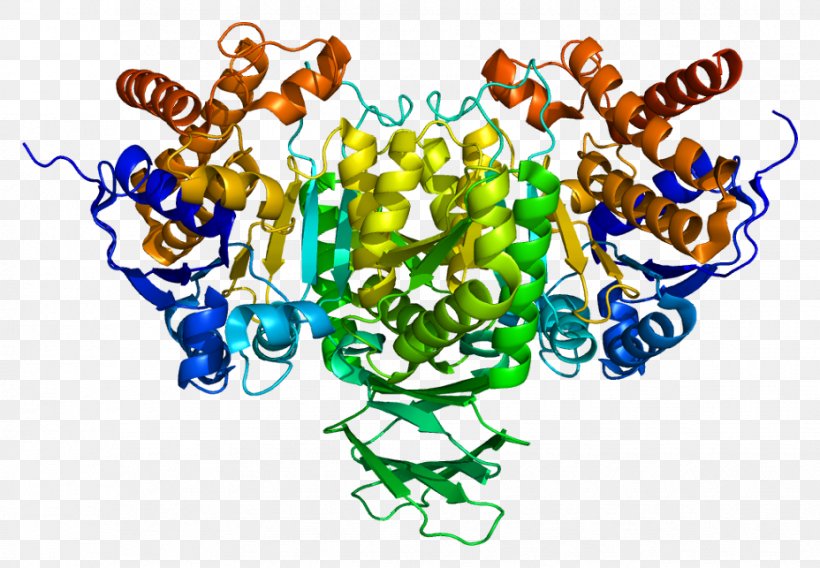 IDH2 IDH1 Isocitrate Dehydrogenase IDH3A Gene, PNG, 928x643px, Idh2, Acute Myeloid Leukemia, Art, Cell, Enzyme Download Free
