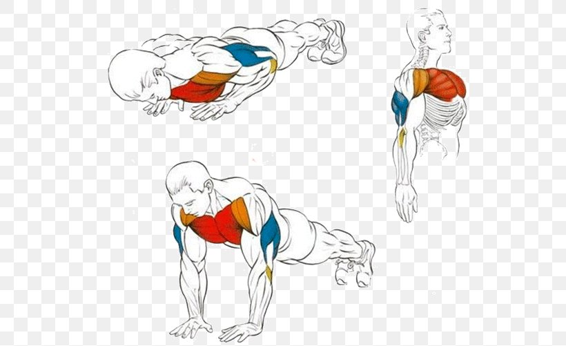 Push-up Exercise Triceps Brachii Muscle Dumbbell Fitness Centre, PNG, 604x501px, Watercolor, Cartoon, Flower, Frame, Heart Download Free