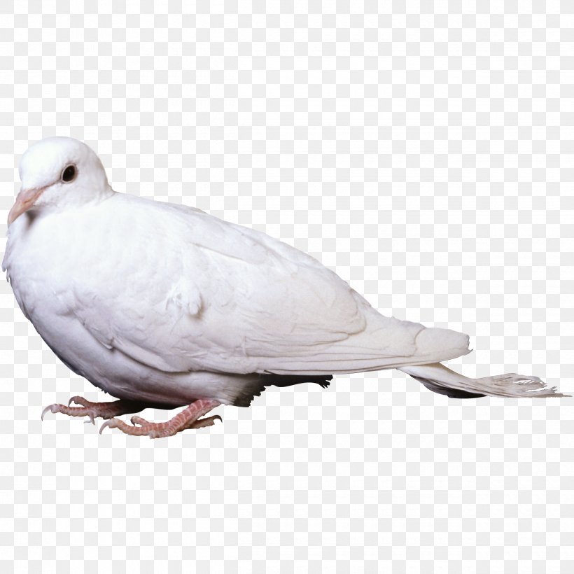 Rock Dove Columbidae Bird Stock Dove, PNG, 2500x2500px, Rock Dove, Beak, Bird, Columbidae, Crop Milk Download Free