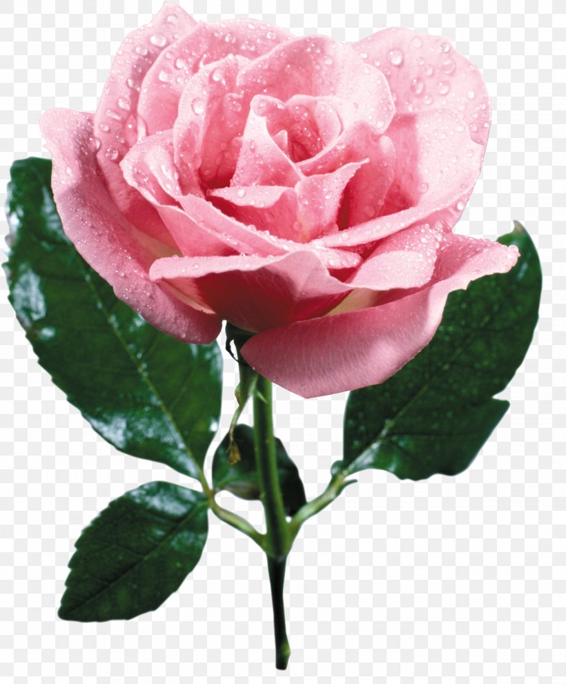 Rose Flower Bouquet Pink, PNG, 2276x2751px, Rose, Blume, China Rose, Color, Cut Flowers Download Free