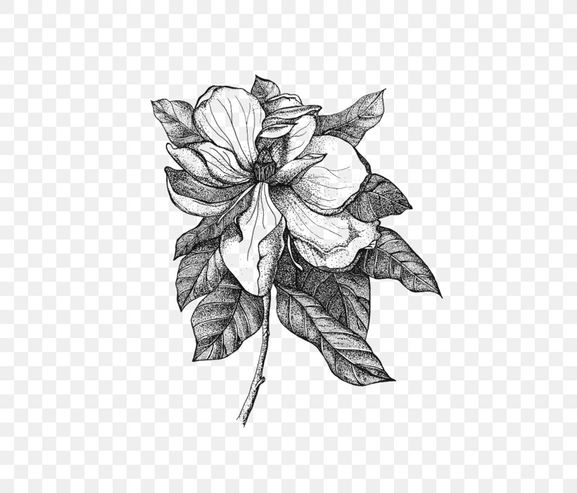 Sketch Drawing Flower Illustration Southern Magnolia, PNG, 560x700px, Drawing, Anthurium, Art, Blackandwhite, Botanical Illustration Download Free