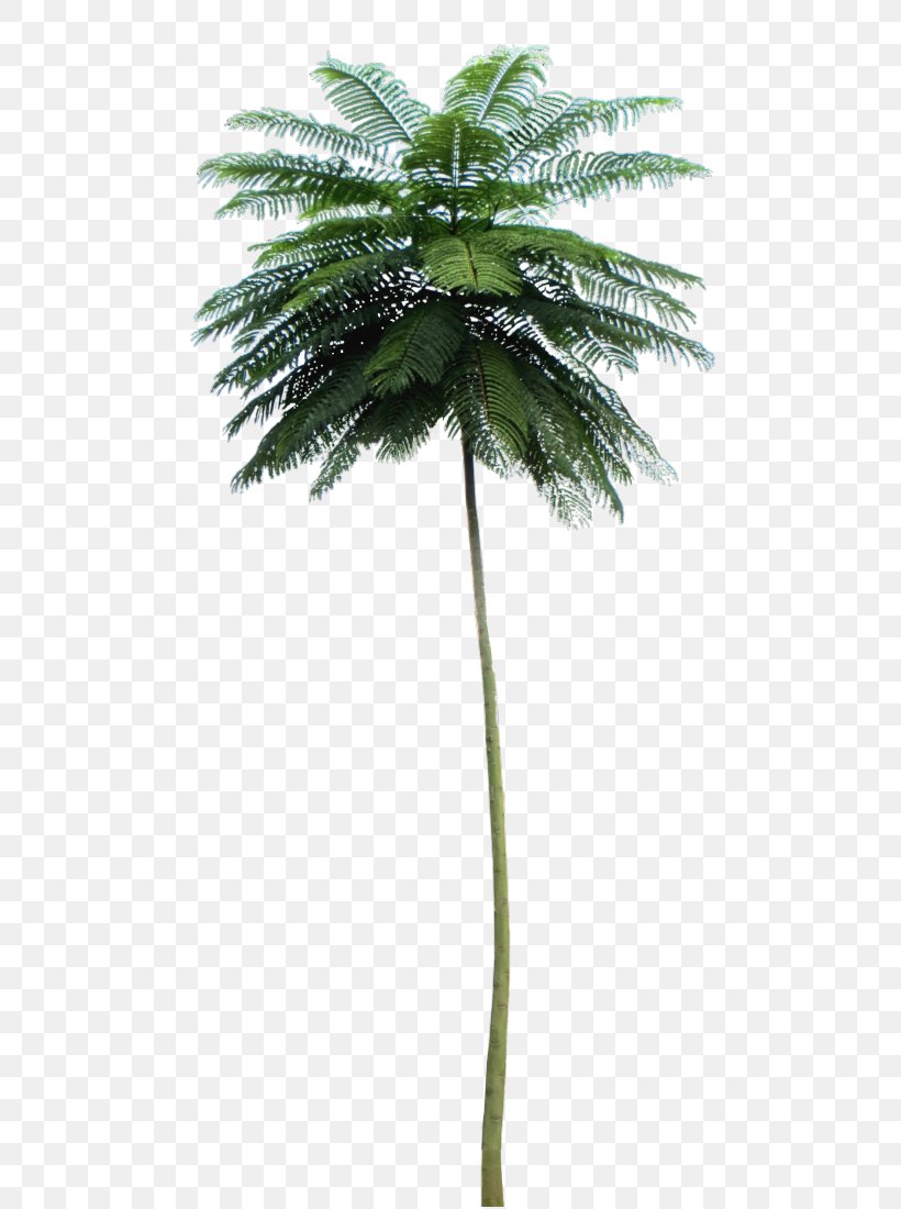 Asian Palmyra Palm Schizolobium Parahyba Tree Babassu, PNG, 488x1100px, Asian Palmyra Palm, Arecaceae, Arecales, Attalea, Attalea Speciosa Download Free