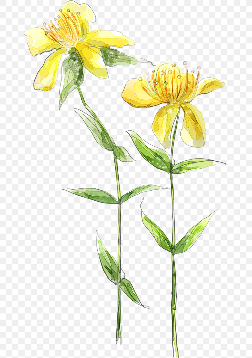 Flower Plant Yellow Petal Plant Stem, PNG, 666x1165px, Drawing Flower, Cut Flowers, Floral Drawing, Flower, Herbaceous Plant Download Free