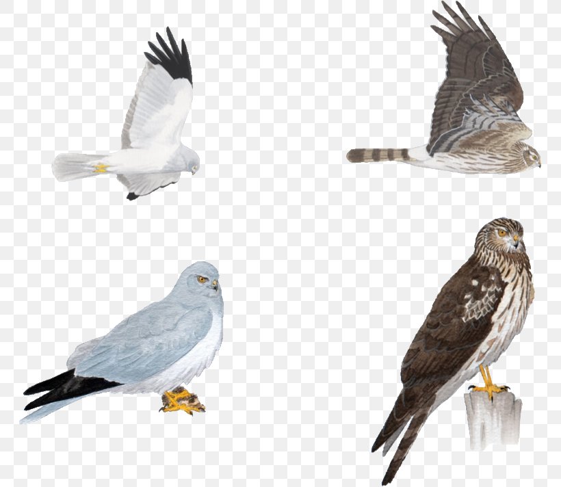Hawk Circinae Bird Eagle Hen Harrier, PNG, 765x712px, Hawk, Accipitriformes, Beak, Bird, Bird Of Prey Download Free
