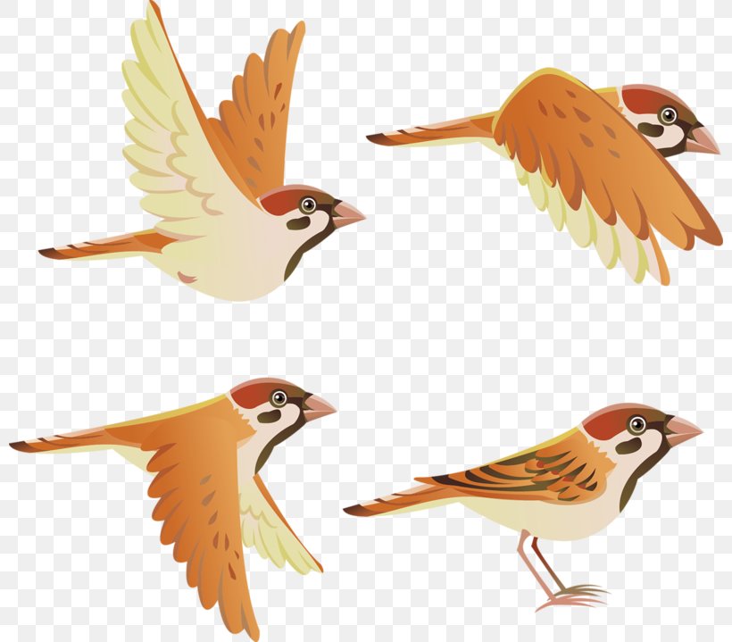 sparrow beak illustration