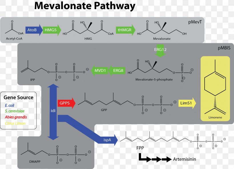 Mevalonate Pathway Limonene Mevalonic Acid Dimethylallyl Pyrophosphate Acetyl-CoA, PNG, 2145x1557px, Mevalonate Pathway, Acetyl Group, Acetylcoa, Area, Biosynthesis Download Free