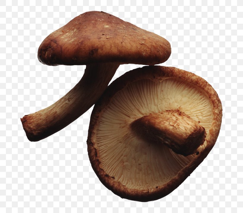 Vegetarian Cuisine Edible Mushroom Shiitake Hen-of-the-wood Food, PNG, 760x719px, Vegetarian Cuisine, Common Mushroom, Disease, Eating, Edible Mushroom Download Free