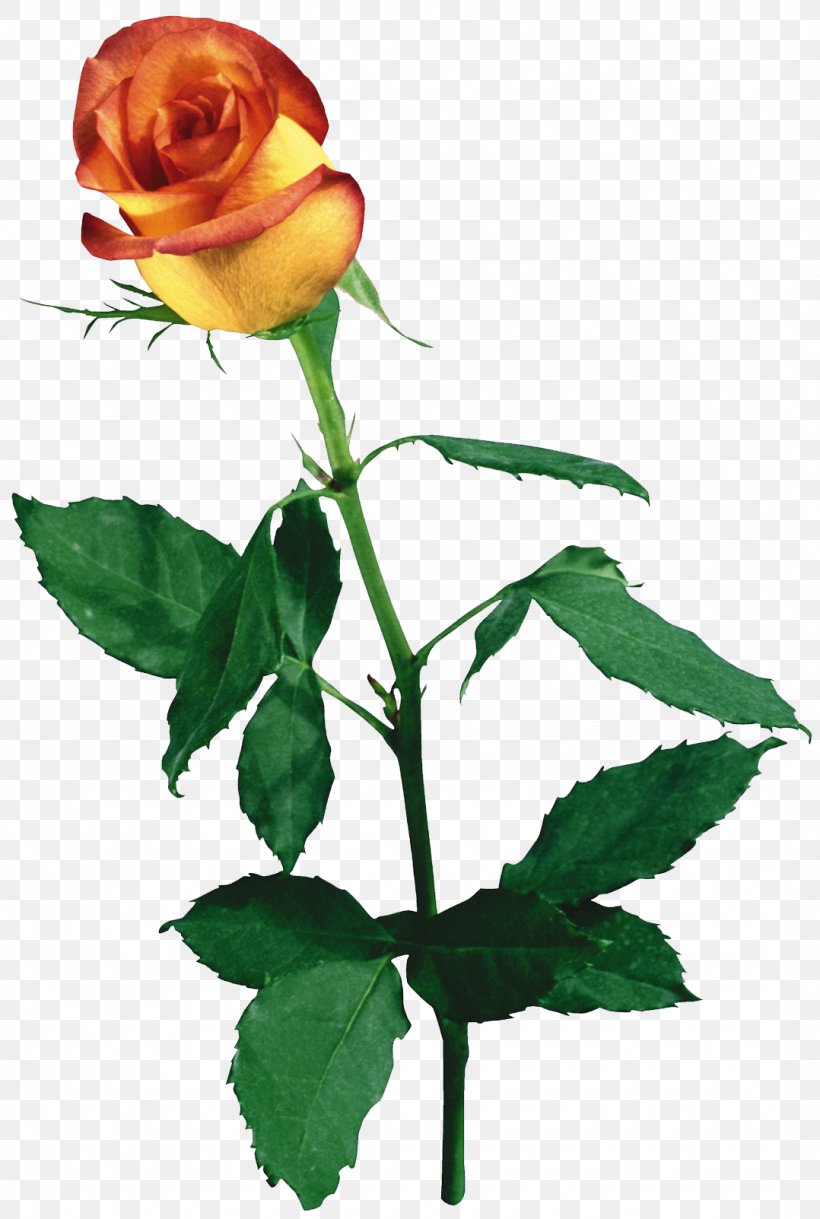 Garden Roses Flower, PNG, 1078x1603px, Garden Roses, Beach Rose, Bud, Color, Cut Flowers Download Free