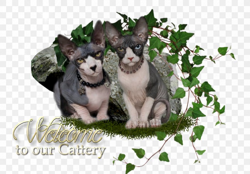 Sphynx Cat Fédération Internationale Féline Cattery Graphics Desktop Wallpaper, PNG, 824x573px, Sphynx Cat, Carnivoran, Cat, Cat Like Mammal, Cattery Download Free