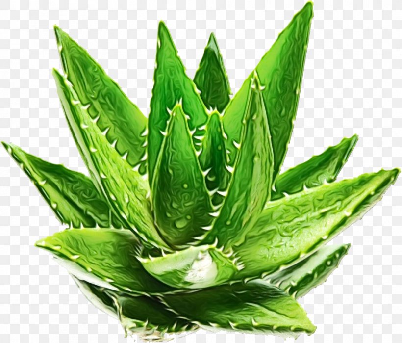 Aloe Vera Leaf, PNG, 938x800px, Shower Gel, Agave, Aloe, Aloe Vera, Aloes Download Free