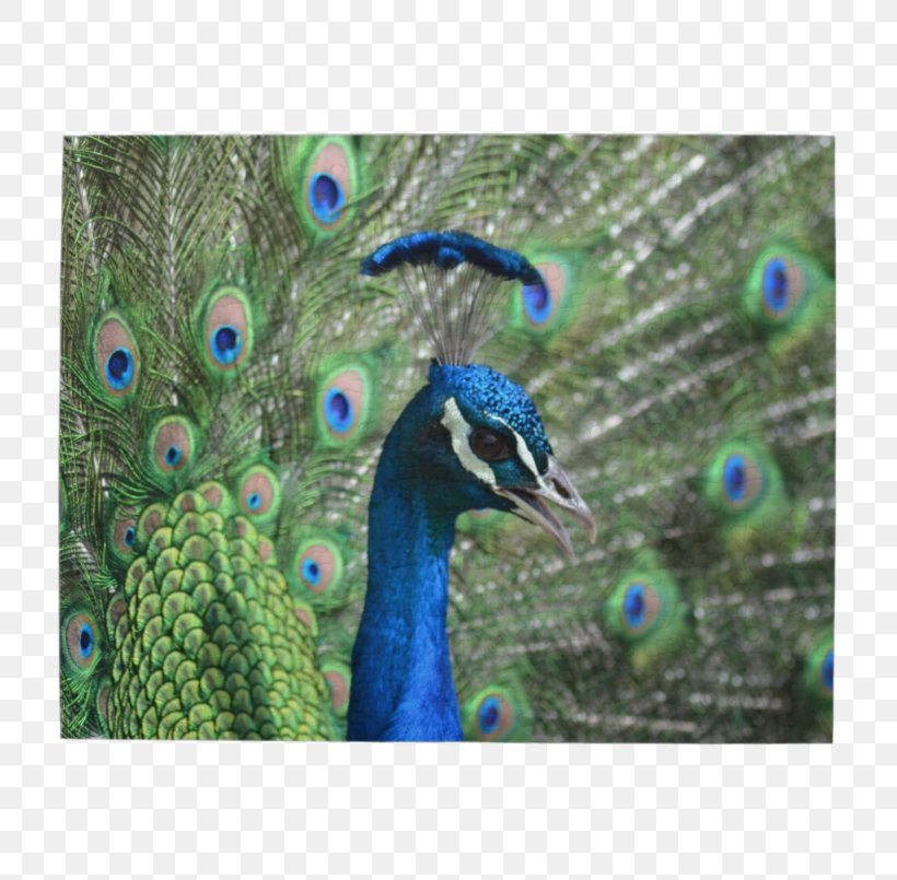 Bird Jigsaw Puzzles Peafowl Feather Peacock Jigsaw Puzzle, PNG, 805x805px, Bird, Animal, Beak, Crossword, Fauna Download Free