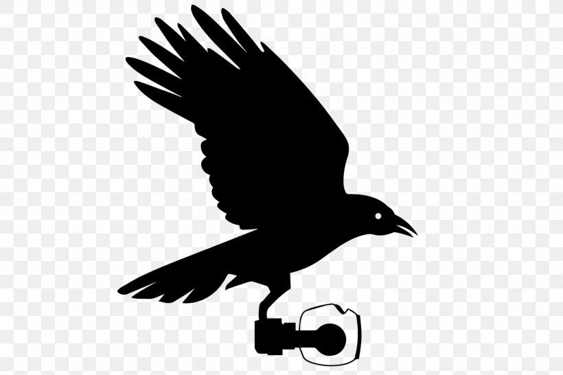 Bird Logo, PNG, 1500x1000px, Aerial Photography, American Crow, Bald Eagle, Beak, Bird Download Free
