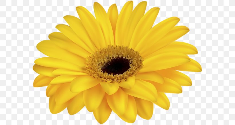 Common Daisy Royalty-free Clip Art, PNG, 600x438px, Common Daisy, Chrysanths, Close Up, Daisy, Daisy Family Download Free