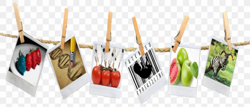 Genetically Modified Food Genetically Modified Crops Plastic, PNG, 842x361px, Genetically Modified Food, Animal, Food, Genetic Engineering, Genetically Modified Crops Download Free