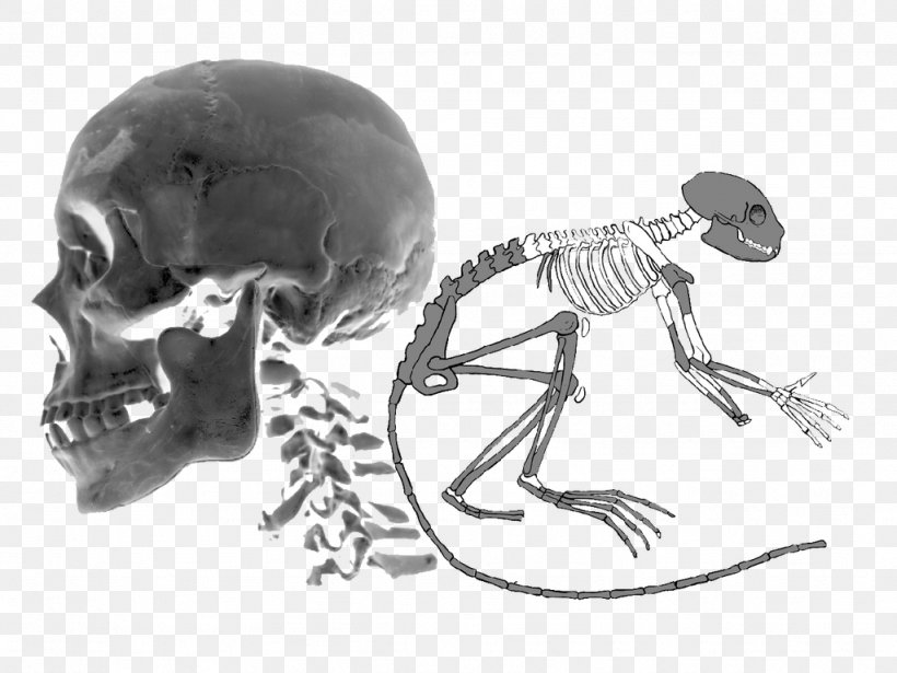 Homo Sapiens Jaw Skull Skeleton Drawing, PNG, 1024x769px, Homo Sapiens, Black And White, Bone, Drawing, Fauna Download Free