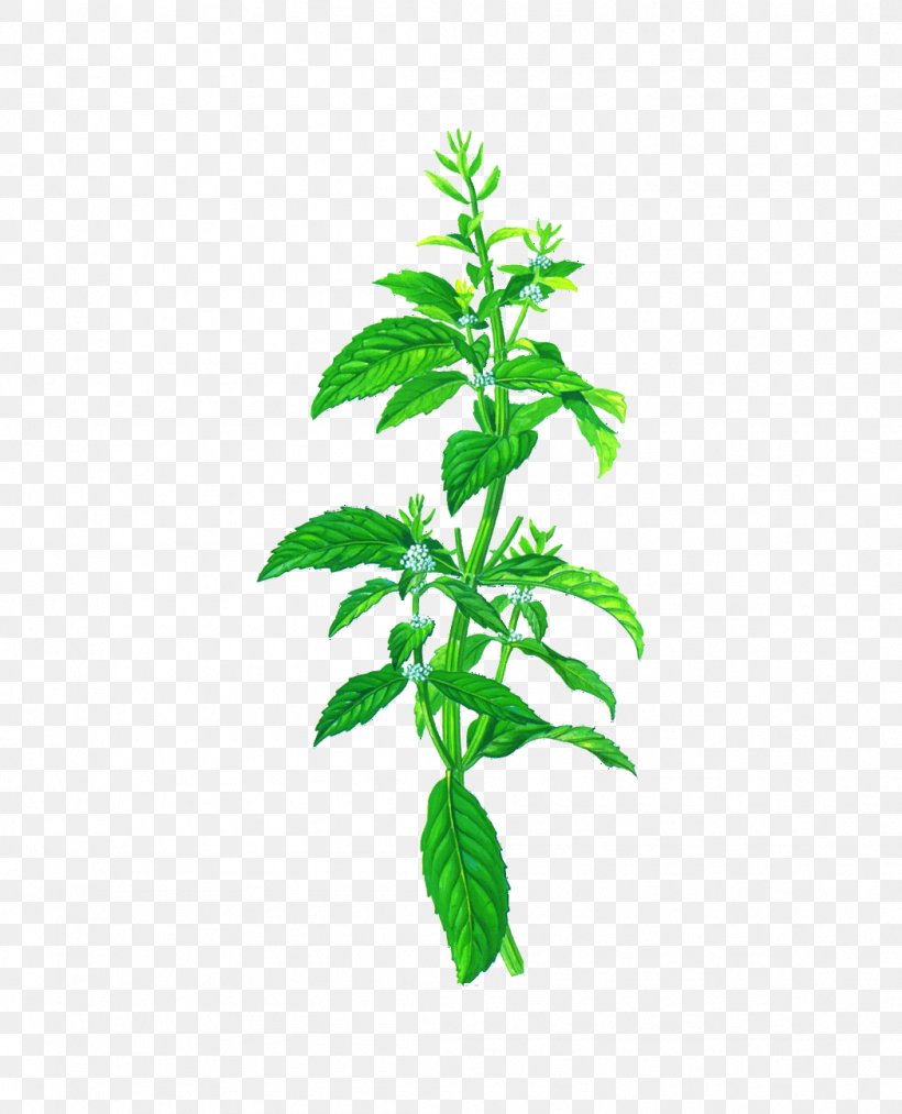 Mentha Arvensis Peppermint Herb Mentha Spicata Chocolate Mint, PNG, 1048x1295px, Mentha Arvensis, Branch, Chinese Herbology, Chocolate Mint, Flowerpot Download Free