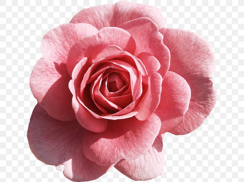 Rose Pink Flowers Clip Art, PNG, 640x613px, Rose, Camellia, China Rose, Close Up, Cut Flowers Download Free