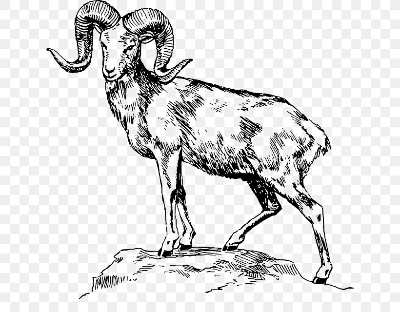 Argali Welsh Mountain Sheep Bighorn Sheep Mountain Goat, PNG, 630x640px, Argali, Alpine Ibex, Bighorn River, Bighorn Sheep, Black And White Download Free