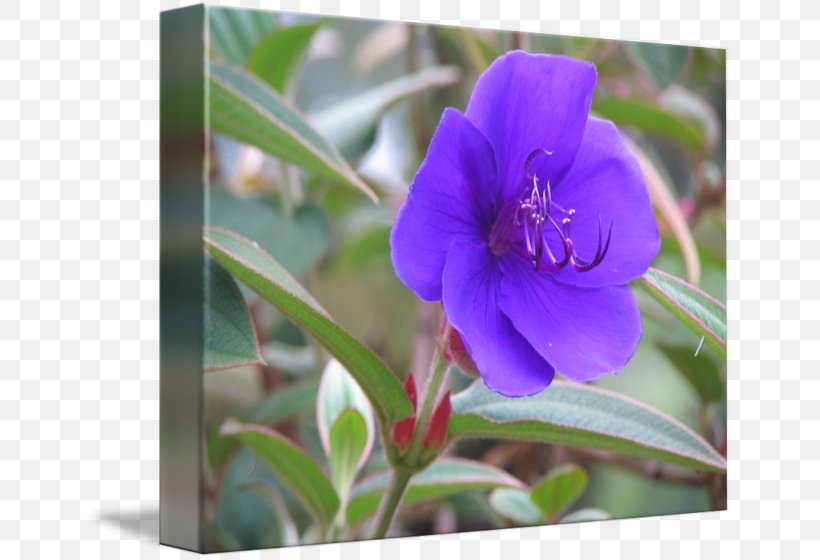 Art Flower Purple Floral Design, PNG, 650x560px, Art, Abstract Art, Art Museum, Bellflower, Bellflower Family Download Free