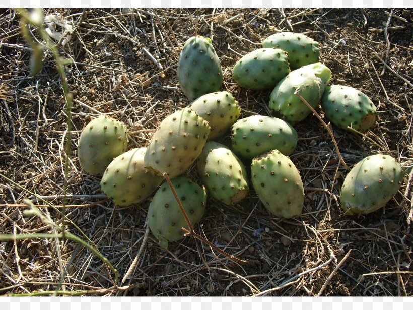 Barbary Fig Fruit Pear Auglis Nopal, PNG, 2592x1944px, Barbary Fig, Auglis, Cactus, Caryophyllales, Cucumber Download Free