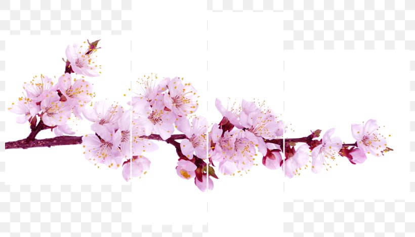 Blossom Stock Photography Stock.xchng Flower, PNG, 800x469px, Blossom, Branch, Cherry Blossom, Cut Flowers, Floral Design Download Free