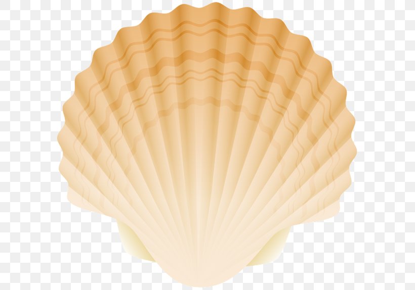 Cockle Conchology Fan, PNG, 600x574px, Cockle, Clam, Clams Oysters Mussels And Scallops, Conchology, Decorative Fan Download Free