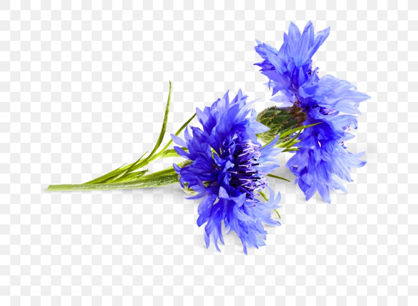 Cornflower Cyanus Medicinal Plants, PNG, 690x600px, Cornflower, Aster, Blue, Blume, Cobalt Blue Download Free