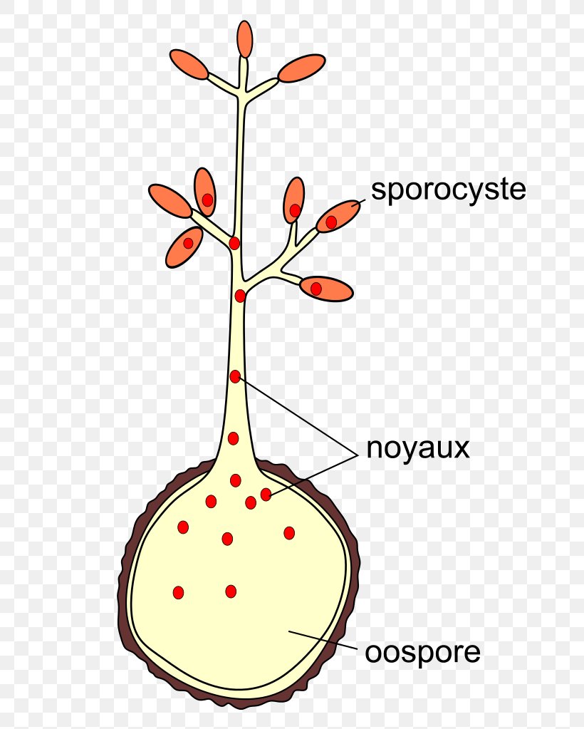 Downy Mildew Oospore Plasmopara Viticola Leaf, PNG, 681x1023px, Downy Mildew, Area, Artwork, Autumn, Biological Life Cycle Download Free