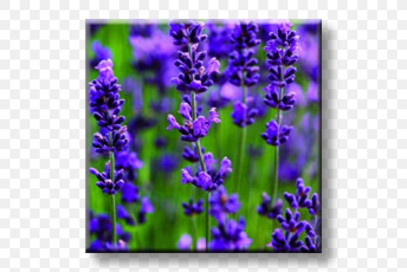 English Lavender French Lavender Flower Plant Seed, PNG, 600x548px, English Lavender, Bluebonnet, Common Sage, Delphinium, Flax Download Free