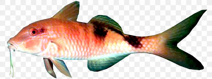 Fish White Meat Fillet Marine Biology, PNG, 1600x600px, Watercolor, Cartoon, Flower, Frame, Heart Download Free