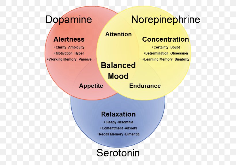 Neurotransmitter Dopamine Norepinephrine Synapse Serotonin, PNG, 615x575px, 5ht Receptor, Neurotransmitter, Brain, Brand, Diagram Download Free