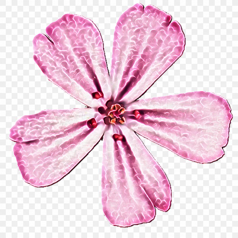 Petal Pink M Cut Flowers P!nk, PNG, 1600x1600px, Petal, Cut Flowers, Flower, Flowering Plant, Magenta Download Free