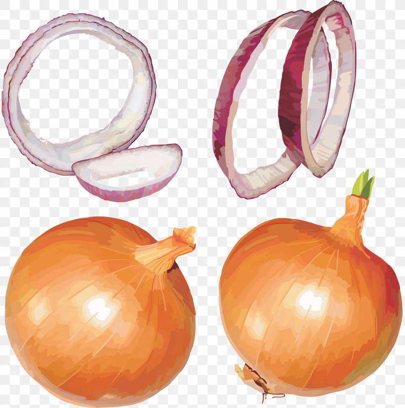 Blooming Onion Red Onion Clip Art, PNG, 5793x5843px, Onion, Allium, Blooming Onion, Cucurbita, Food Download Free