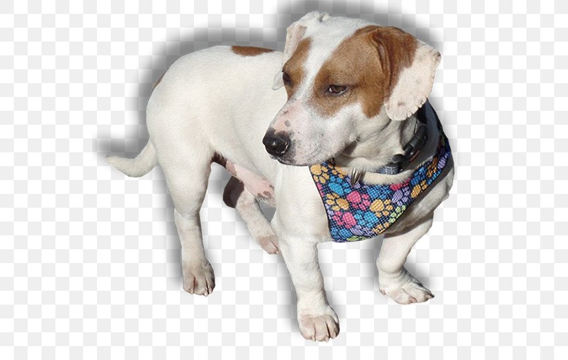 Dog Breed Jack Russell Terrier Companion Dog, PNG, 553x520px, Dog Breed, Breed, Carnivoran, Companion Dog, Dog Download Free