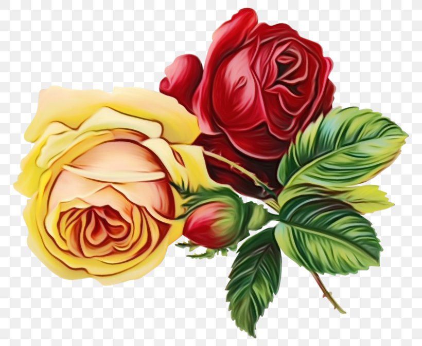 Garden Roses, PNG, 800x674px, Watercolor, Cut Flowers, Floribunda, Flower, Garden Roses Download Free