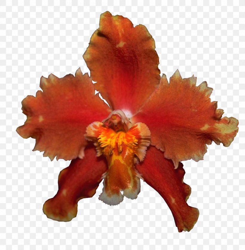 Orchids Petal Clip Art, PNG, 1003x1024px, Orchids, Flower, Flowering Plant, Long Gallery, Orange Download Free