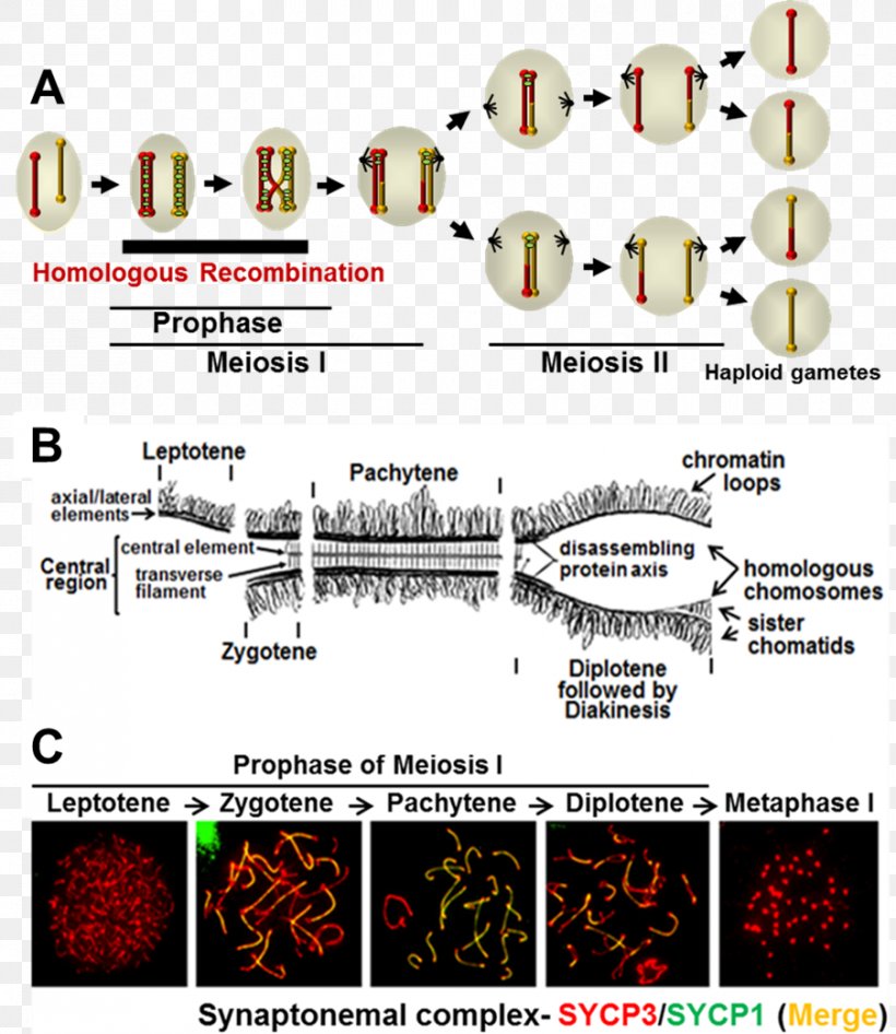 Synaptonemal Complex Meiosis Homologous Chromosome Prophase, PNG, 903x1042px, Meiosis, Cell, Cell Nucleus, Chiasma, Chromosome Download Free