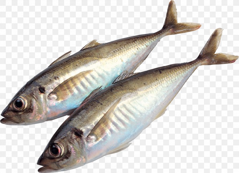 Tuna Salad Fish, PNG, 2003x1454px, Tuna Salad, Anchovy, Animal Source Foods, Bass, Bonito Download Free