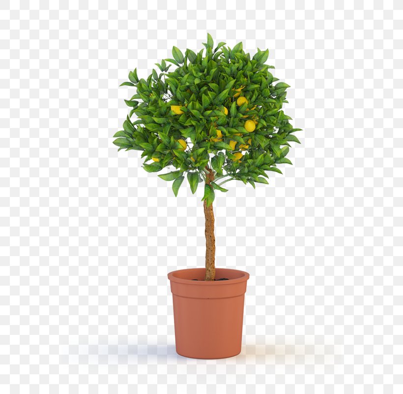 Ficus Microcarpa Weeping Fig Houseplant Garden Rubber Fig, PNG, 727x800px, Ficus Microcarpa, Bonsai, Calamondin, Evergreen, Fig Trees Download Free