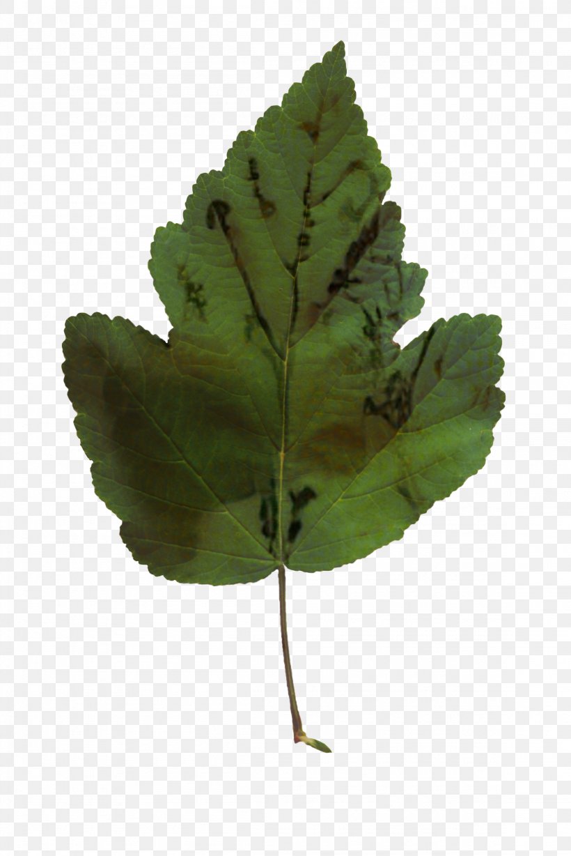 Leaf Plant Stem Tree Plants, PNG, 2304x3452px, Leaf, Beech, Flower, Flowering Plant, Green Download Free
