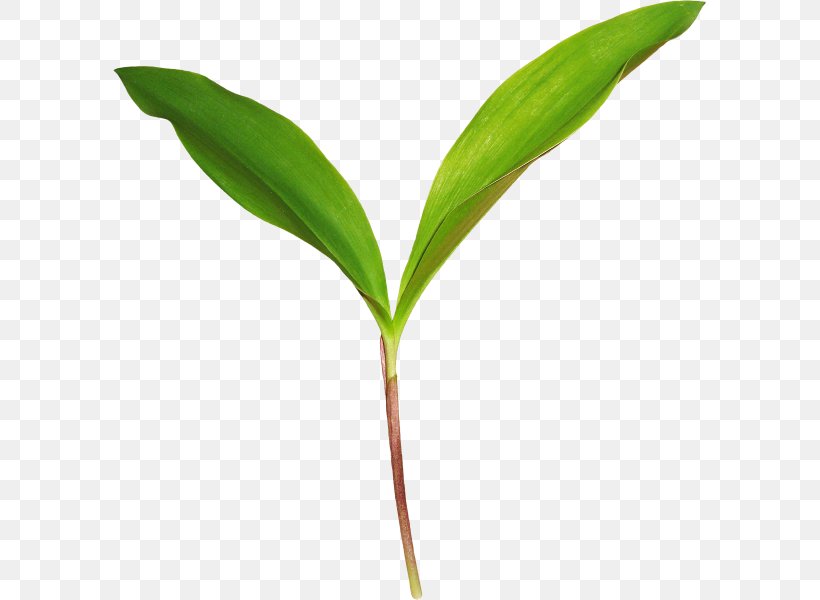 Leaf, PNG, 593x600px, Leaf, Adobe Flash, Auglis, Grass, Grass Family Download Free