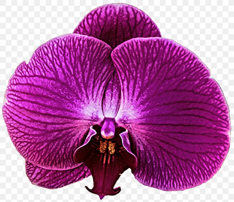 Zygopetalum Purple Violet Orchid, PNG, 962x831px, Zygopetalum, Flower, Flowering Plant, Lilac, Magenta Download Free