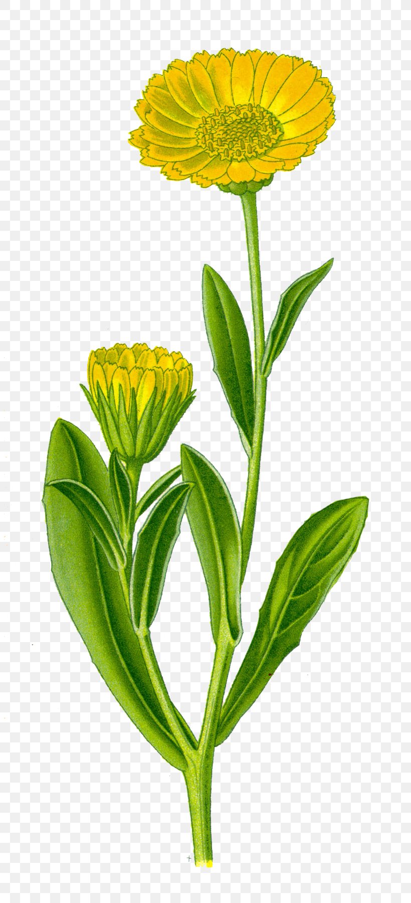 Calendula Officinalis Flower Plant Great Mullein, PNG, 804x1800px, Calendula Officinalis, Annual Plant, Botany, Calendula, Common Daisy Download Free