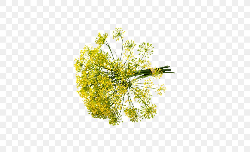 Dill Fennel Herb Apiaceae Chives, PNG, 500x500px, Dill, Apiaceae, Branch, Chives, Cut Flowers Download Free