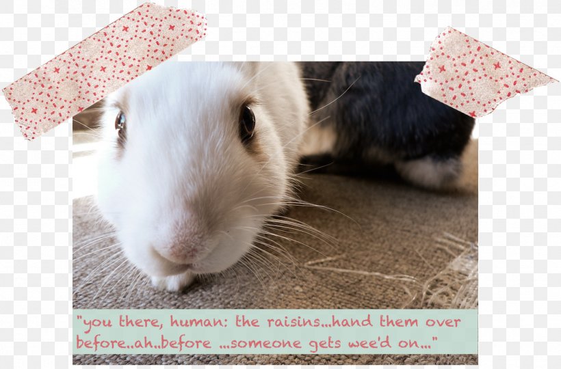 Domestic Rabbit Whiskers Snout Zen, PNG, 1416x933px, Domestic Rabbit, Disturbed, Emotion, Fauna, Photo Caption Download Free